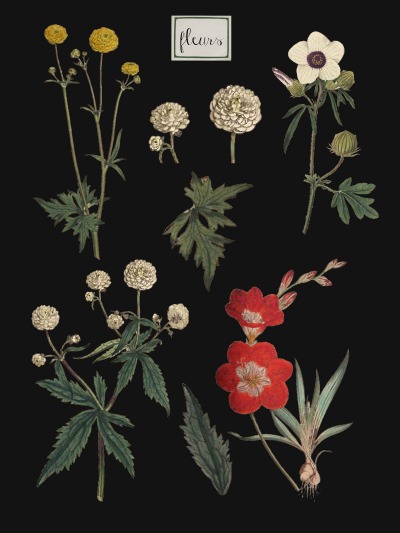 Botanical Chart Print