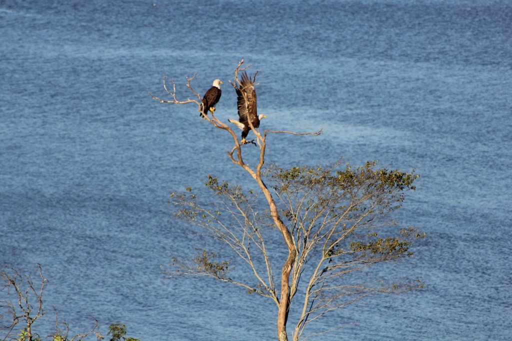 bald eagles on blue hill bay