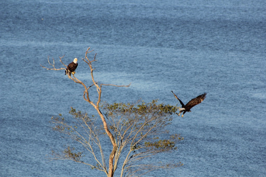 bald eagles on blue hill bay