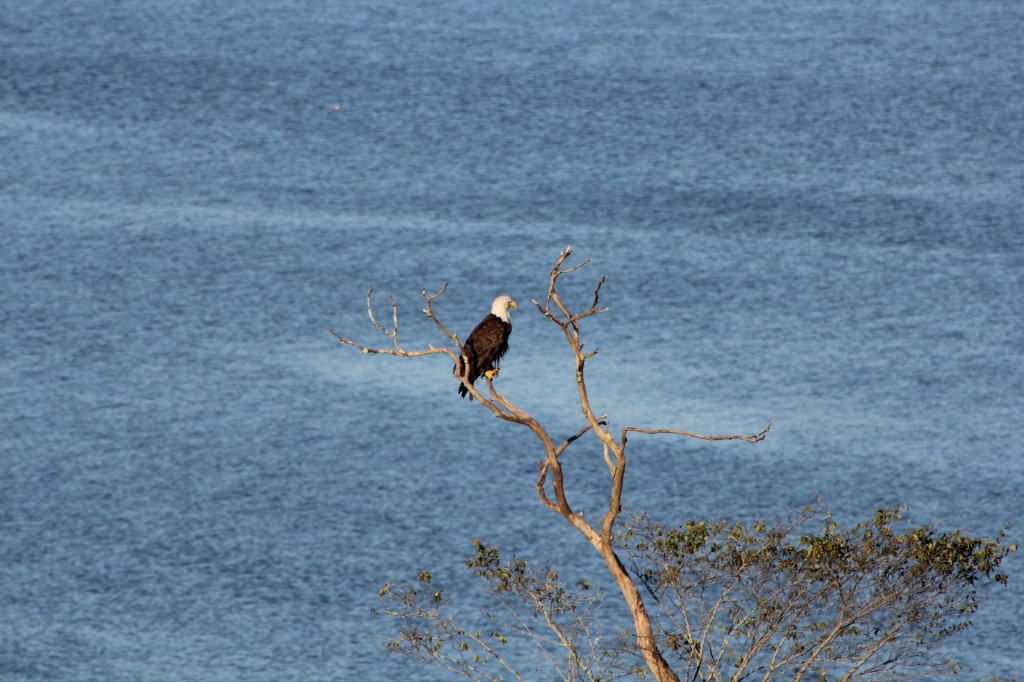 Bald Eagles on Blue Hill Bay