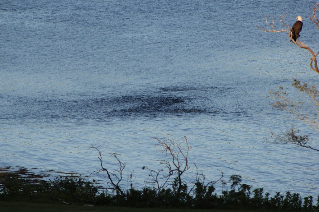 Eagles on Blue Hill Bay