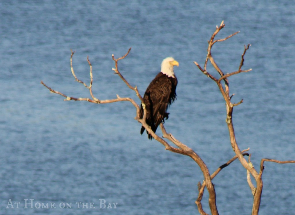 eagle on blue hill bay